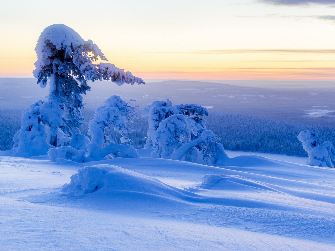 Обои небо, деревья, снег, природа, лес, зима, the sky, trees, snow, nature, forest, winter разрешение 2560x1600 Загрузить