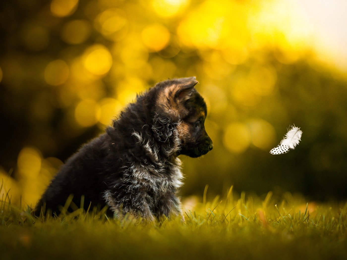 Обои трава, собака, щенок, профиль, немецкая овчарка, перышко, grass, dog, puppy, profile, german shepherd, a feather разрешение 1920x1200 Загрузить