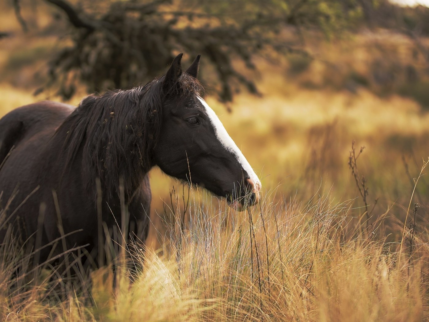 Обои лошадь, трава, поле, конь, грива, ло, fü, mezö, sövény, horse, grass, field, mane, lo разрешение 2048x1232 Загрузить