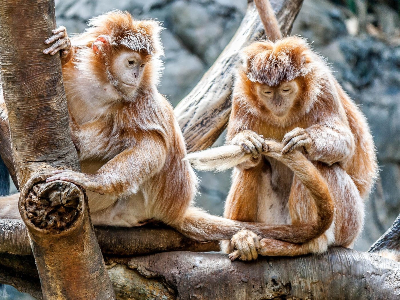 Обои пара, забота, дикая природа, зоопарк, приматы, обезьяны, макака, pair, care, wildlife, zoo, primates, monkey разрешение 3888x2592 Загрузить