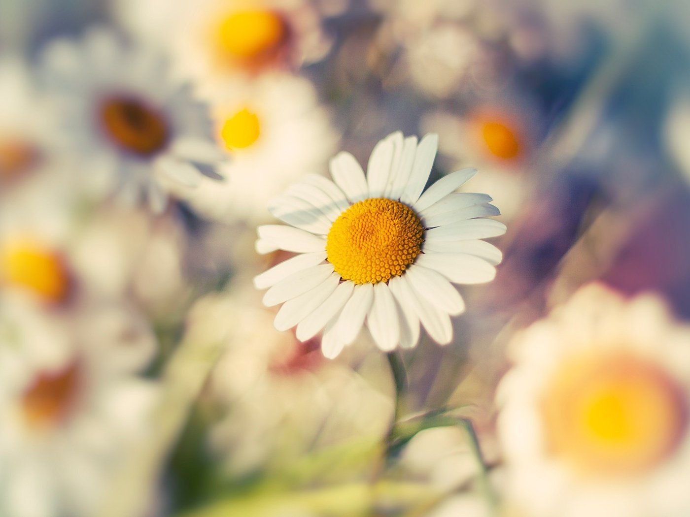 Обои цветы, макро, лепестки, размытость, ромашки, белые, flowers, macro, petals, blur, chamomile, white разрешение 1920x1200 Загрузить