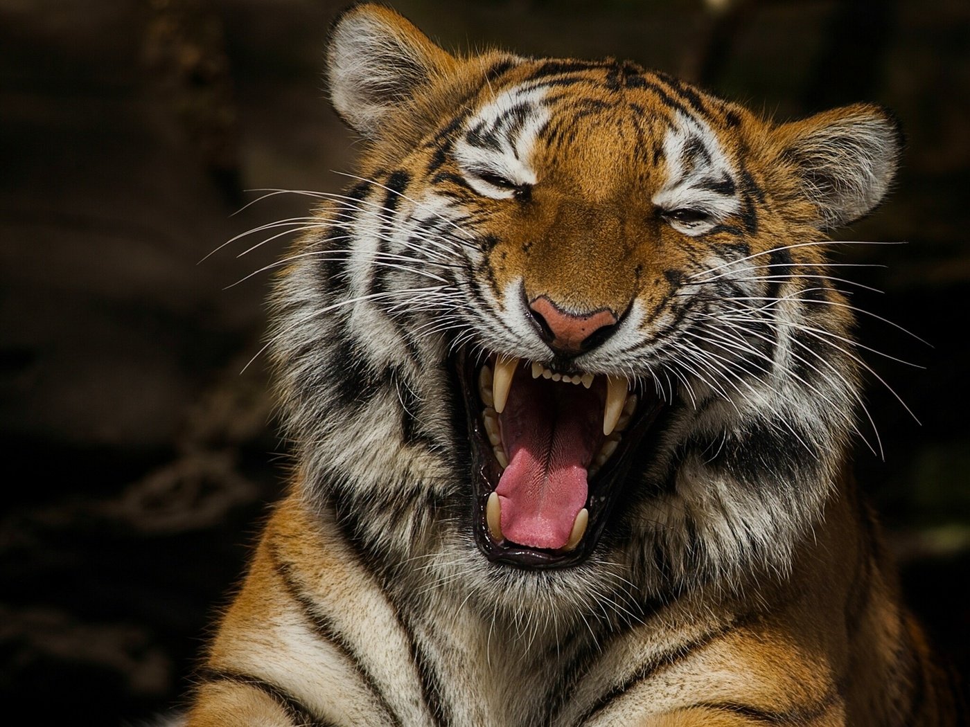 Обои тигр, морда, клыки, хищник, большая кошка, язык, пасть, tiger, face, fangs, predator, big cat, language, mouth разрешение 2048x1536 Загрузить