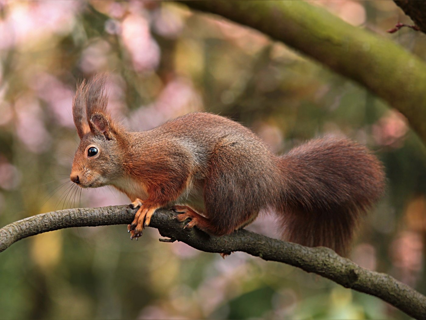 Обои ветка, природа, белка, хвост, branch, nature, protein, tail разрешение 3456x2304 Загрузить