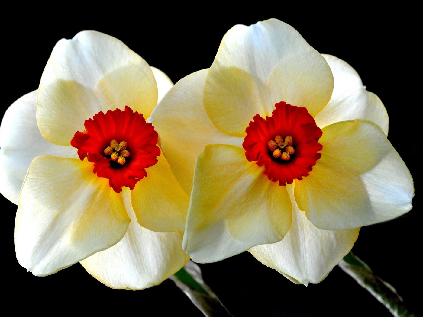 Обои цветы, фон, лепестки, черный фон, нарциссы, flowers, background, petals, black background, daffodils разрешение 2560x1600 Загрузить