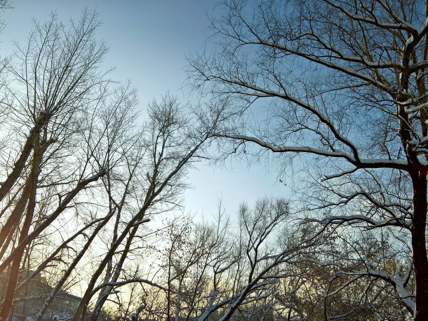 Обои небо, деревья, солнце, снег, природа, зима, утро, ветви, the sky, trees, the sun, snow, nature, winter, morning, branch разрешение 5344x3008 Загрузить