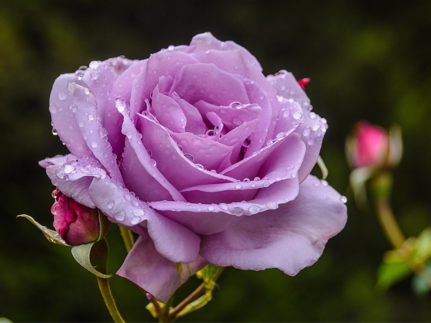 Обои макро, цветок, роза, лепестки, 3, macro, flower, rose, petals разрешение 5726x3726 Загрузить