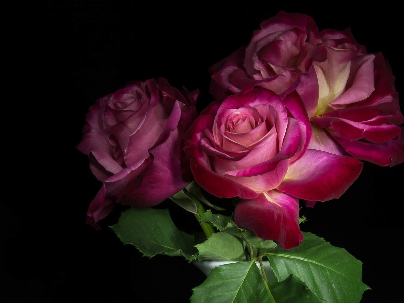 Обои цветы, бутоны, розы, лепестки, черный фон, flowers, buds, roses, petals, black background разрешение 3408x1917 Загрузить
