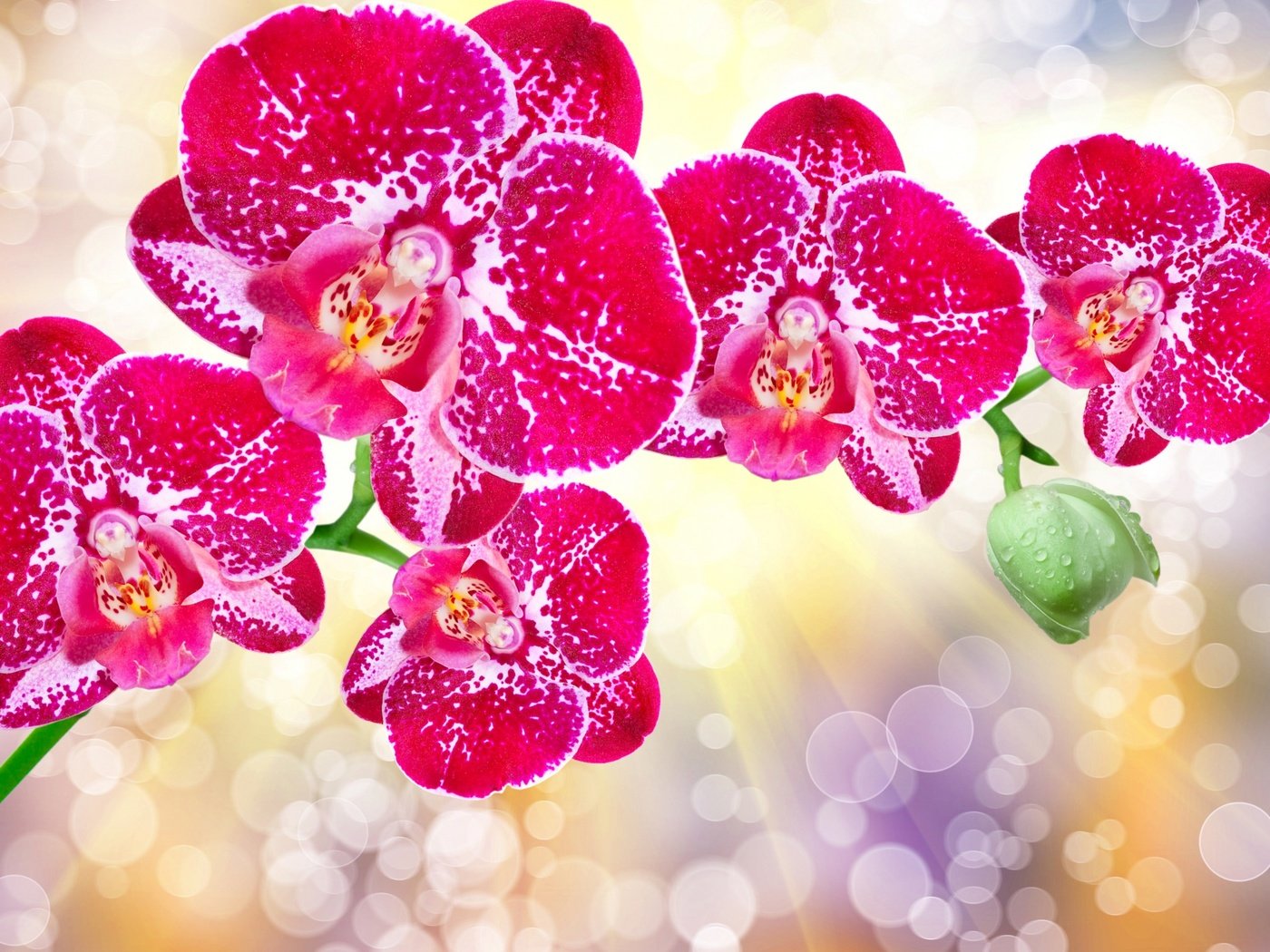 Обои цветы, лепестки, блики, орхидеи, flowers, petals, glare, orchids разрешение 2560x1600 Загрузить