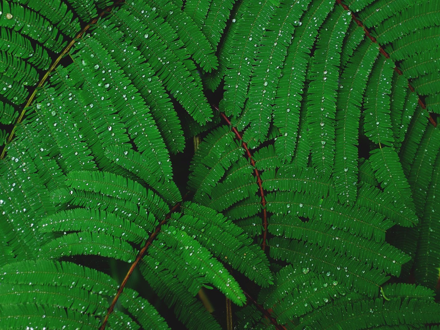 Обои листья, капли, растение, капли воды, мимоза, leaves, drops, plant, water drops, mimosa разрешение 4896x3264 Загрузить