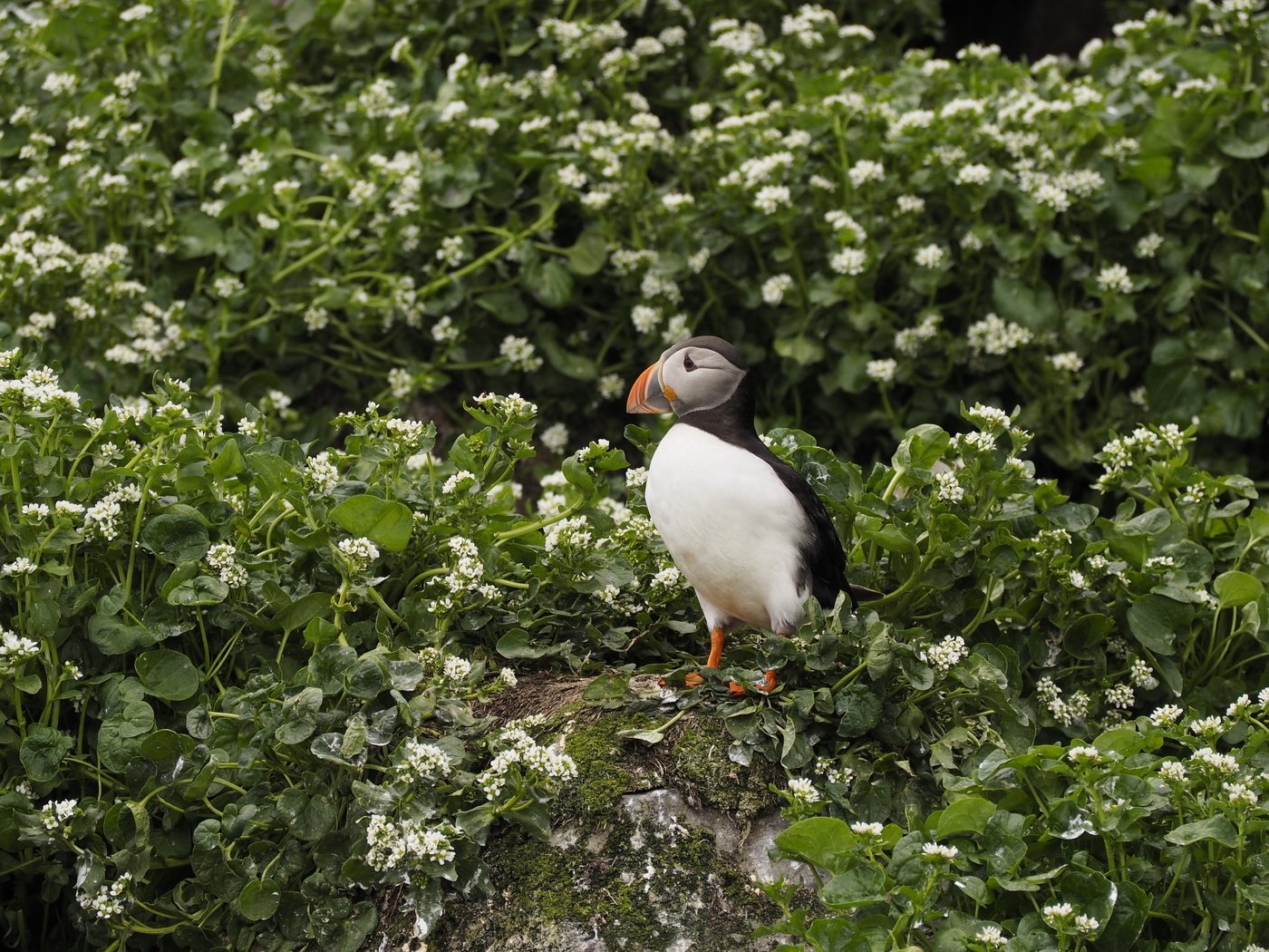 Обои цветы, растения, птица, клюв, перья, тупик, puffin, flowers, plants, bird, beak, feathers, stalled разрешение 4608x3456 Загрузить