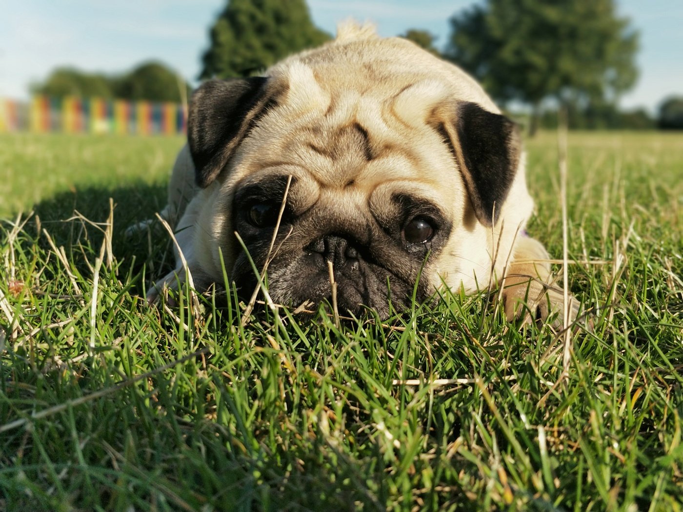 Обои трава, мордочка, взгляд, собака, мопс, grass, muzzle, look, dog, pug разрешение 4608x3456 Загрузить