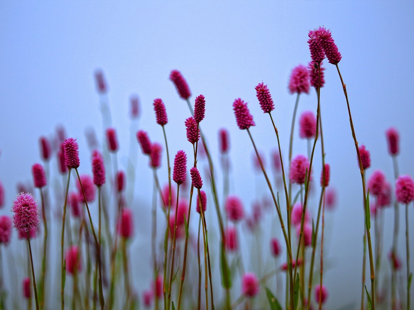 Обои цветы, растения, размытость, весна, стебли, кровохлебка, flowers, plants, blur, spring, stems, burnet разрешение 5184x3456 Загрузить