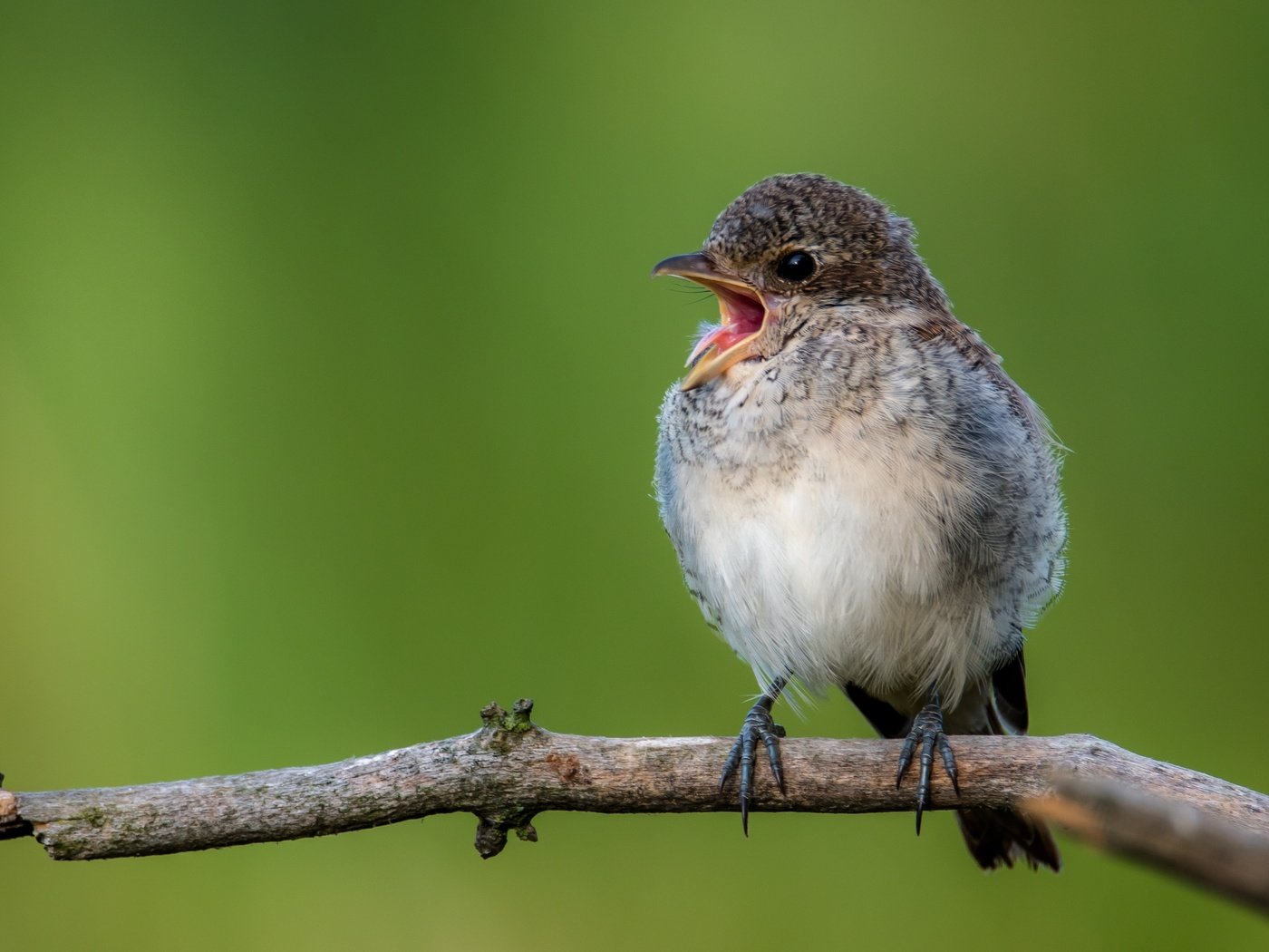 Обои ветка, птица, открытая пасть, птаха, сорокопут, branch, bird, open mouth, shrike разрешение 4448x2502 Загрузить