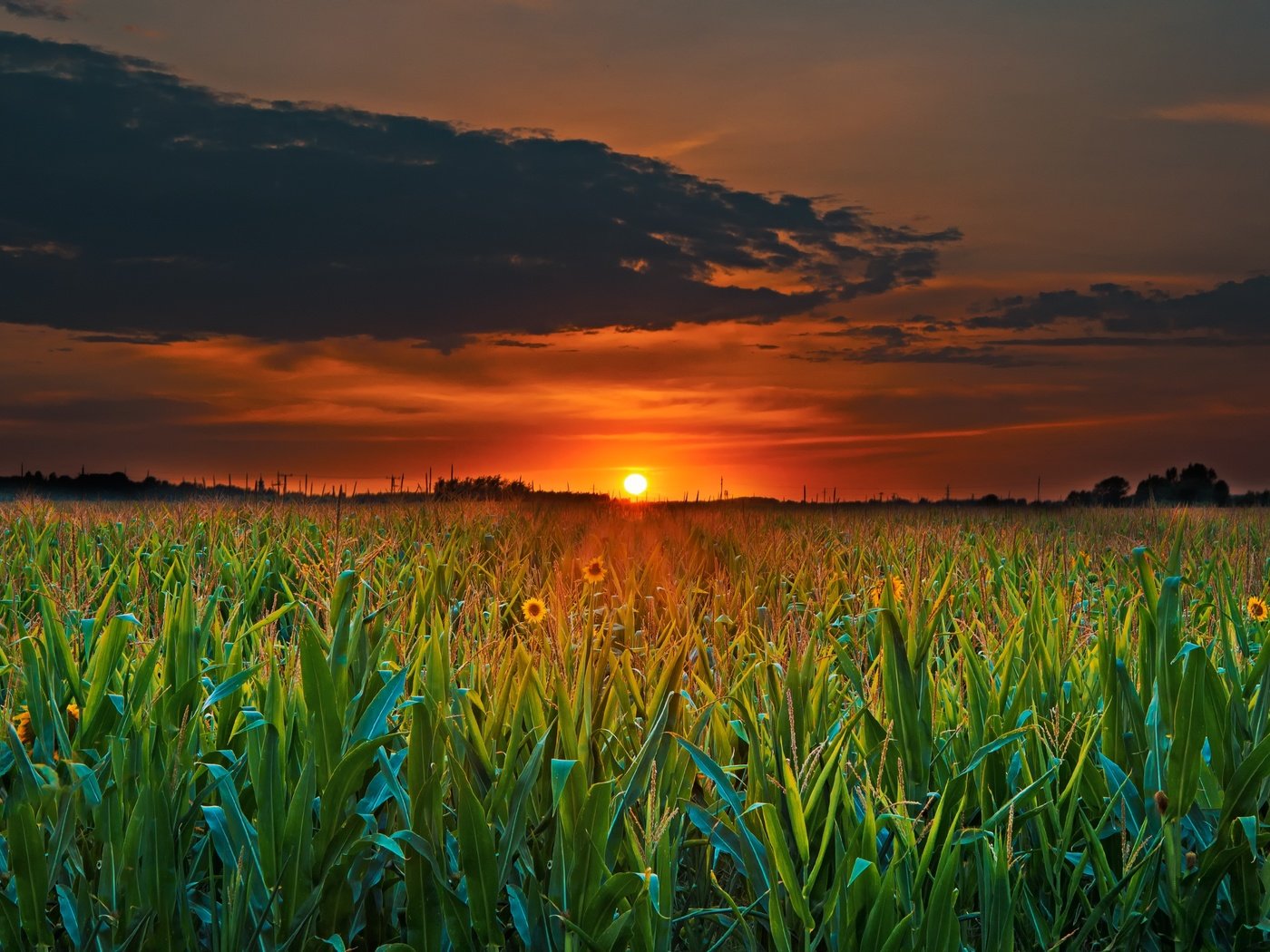 Обои облака, солнце, растения, закат, поле, горизонт, сумерки, clouds, the sun, plants, sunset, field, horizon, twilight разрешение 3000x2000 Загрузить