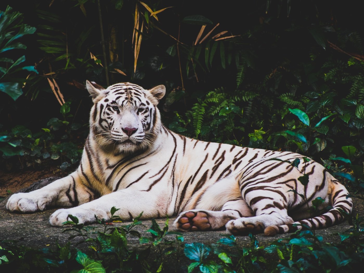 Обои тигр, морда, листва, взгляд, хищник, дикая кошка, белый тигр, лежа, tiger, face, foliage, look, predator, wild cat, white tiger, lying разрешение 6000x4000 Загрузить