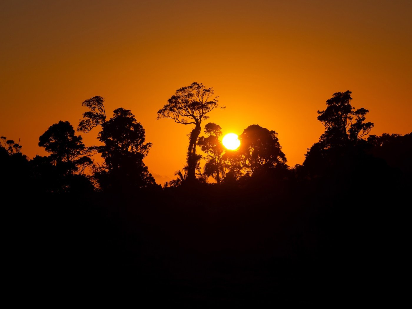 Обои небо, деревья, солнце, закат, силуэт, the sky, trees, the sun, sunset, silhouette разрешение 3840x2400 Загрузить