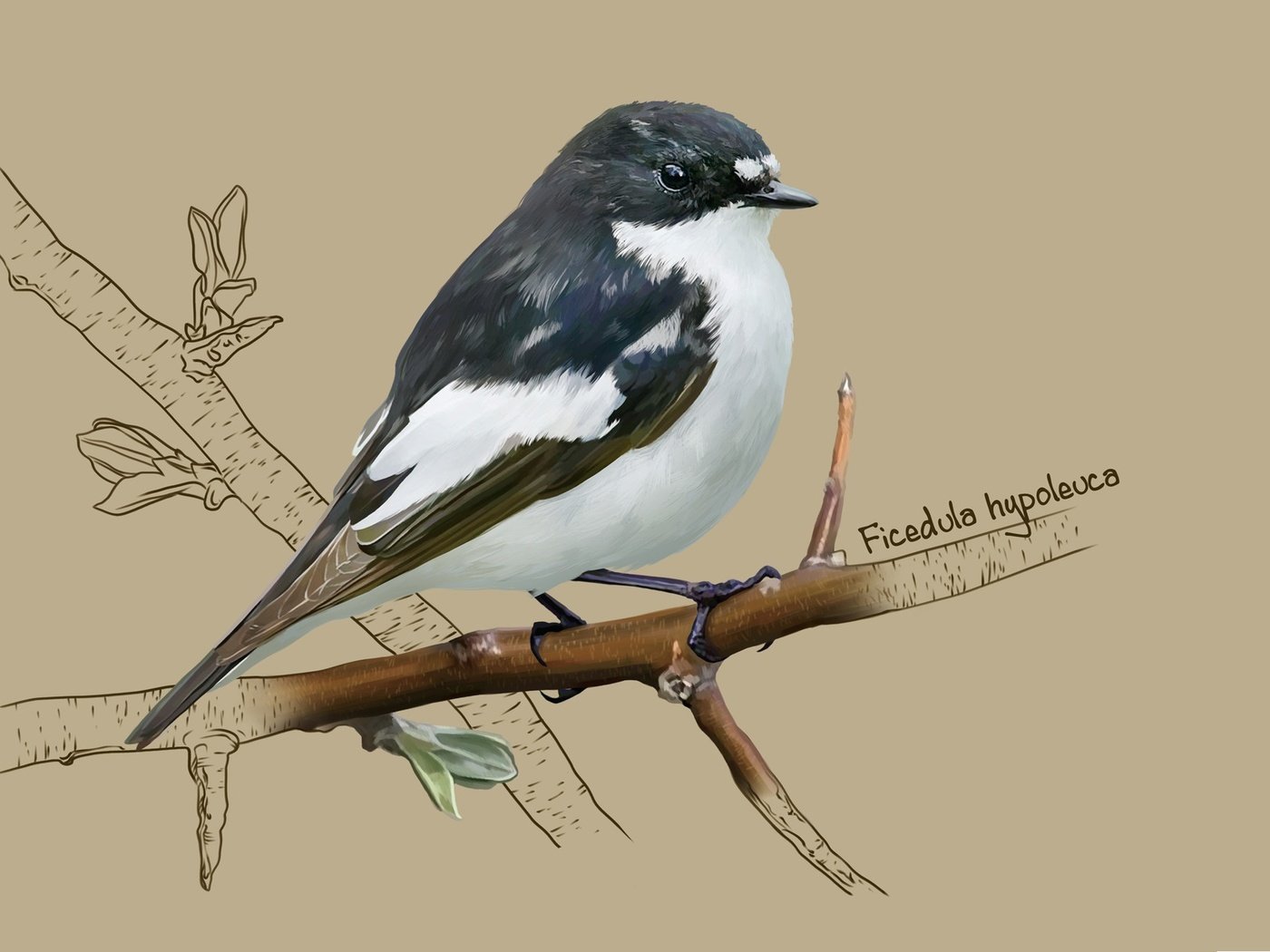 Обои арт, птичка, мухоловка, kate kondrukhova, european pied flycatcher, мухоловка-пеструшка, art, bird, flycatcher, flycatcher-flycatcher разрешение 2184x1356 Загрузить