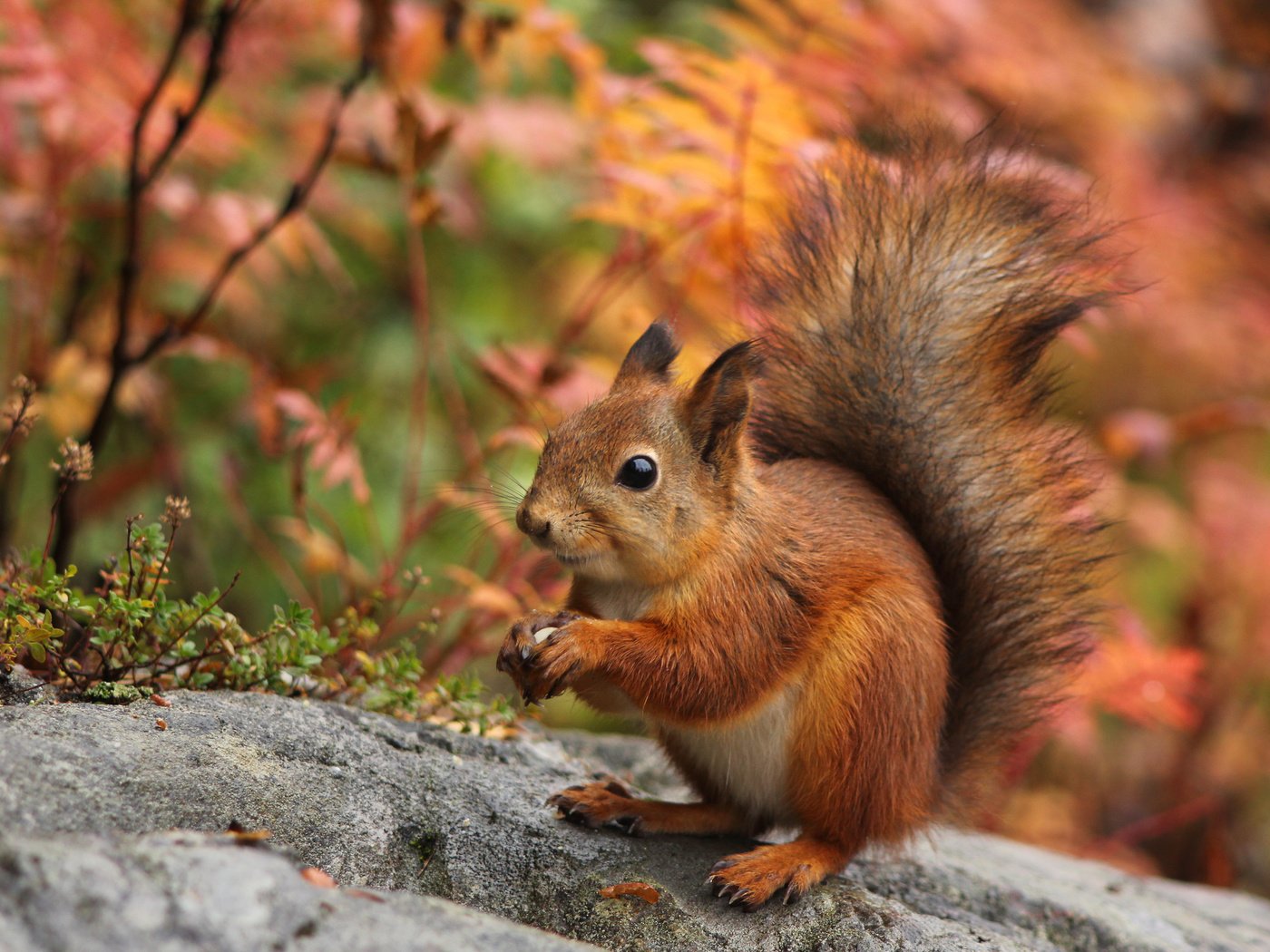 Обои природа, осень, ушки, белка, хвост, белочка, nature, autumn, ears, protein, tail, squirrel разрешение 3500x2334 Загрузить