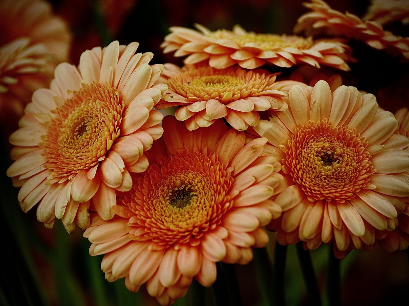 Обои цветы, лепестки, герберы, flowers, petals, gerbera разрешение 2048x1365 Загрузить