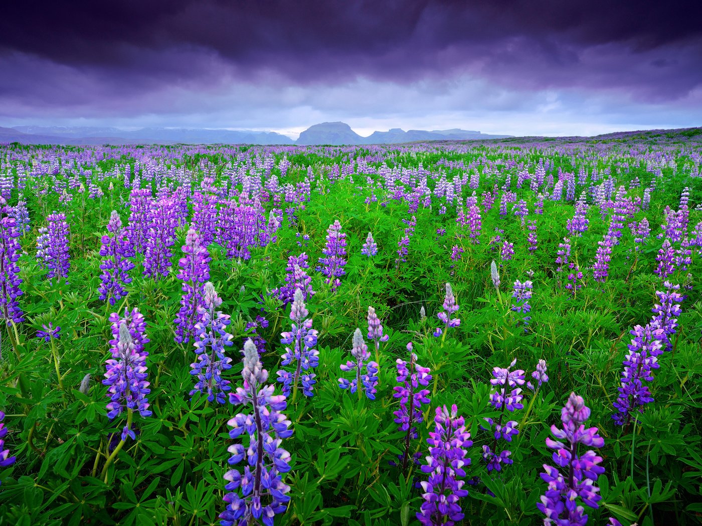 Обои небо, цветы, горы, тучи, поле, лето, исландия, люпины, the sky, flowers, mountains, clouds, field, summer, iceland, lupins разрешение 2048x1367 Загрузить