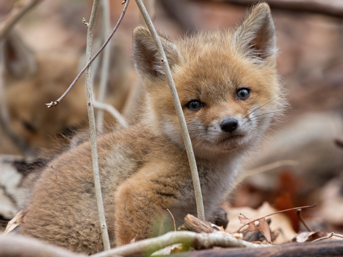 Обои природа, мордочка, взгляд, осень, лиса, лисица, лисенок, nature, muzzle, look, autumn, fox разрешение 6000x4000 Загрузить