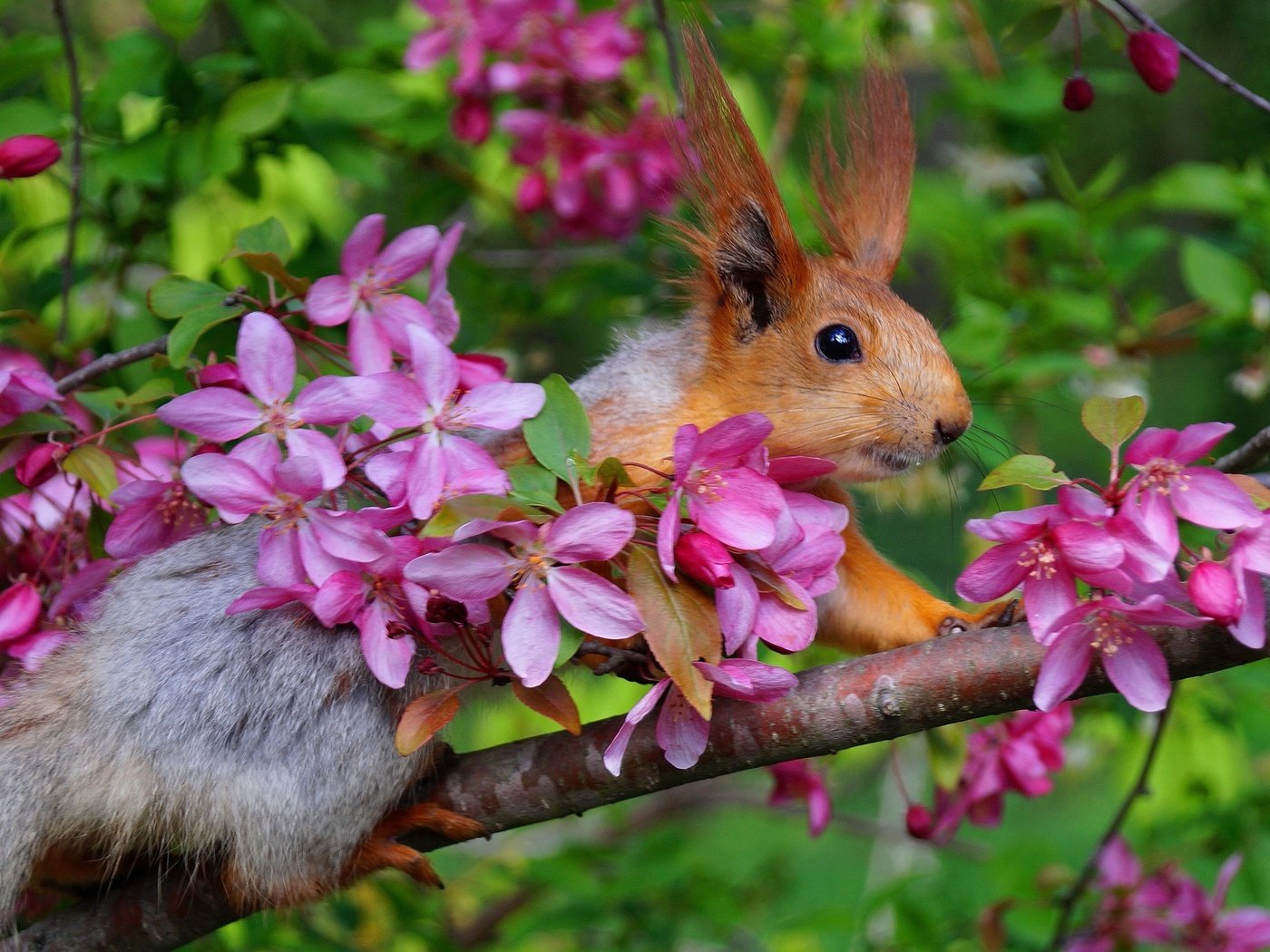 Обои ветка, цветение, весна, белка, яблоня, белочка, branch, flowering, spring, protein, apple, squirrel разрешение 2000x1331 Загрузить