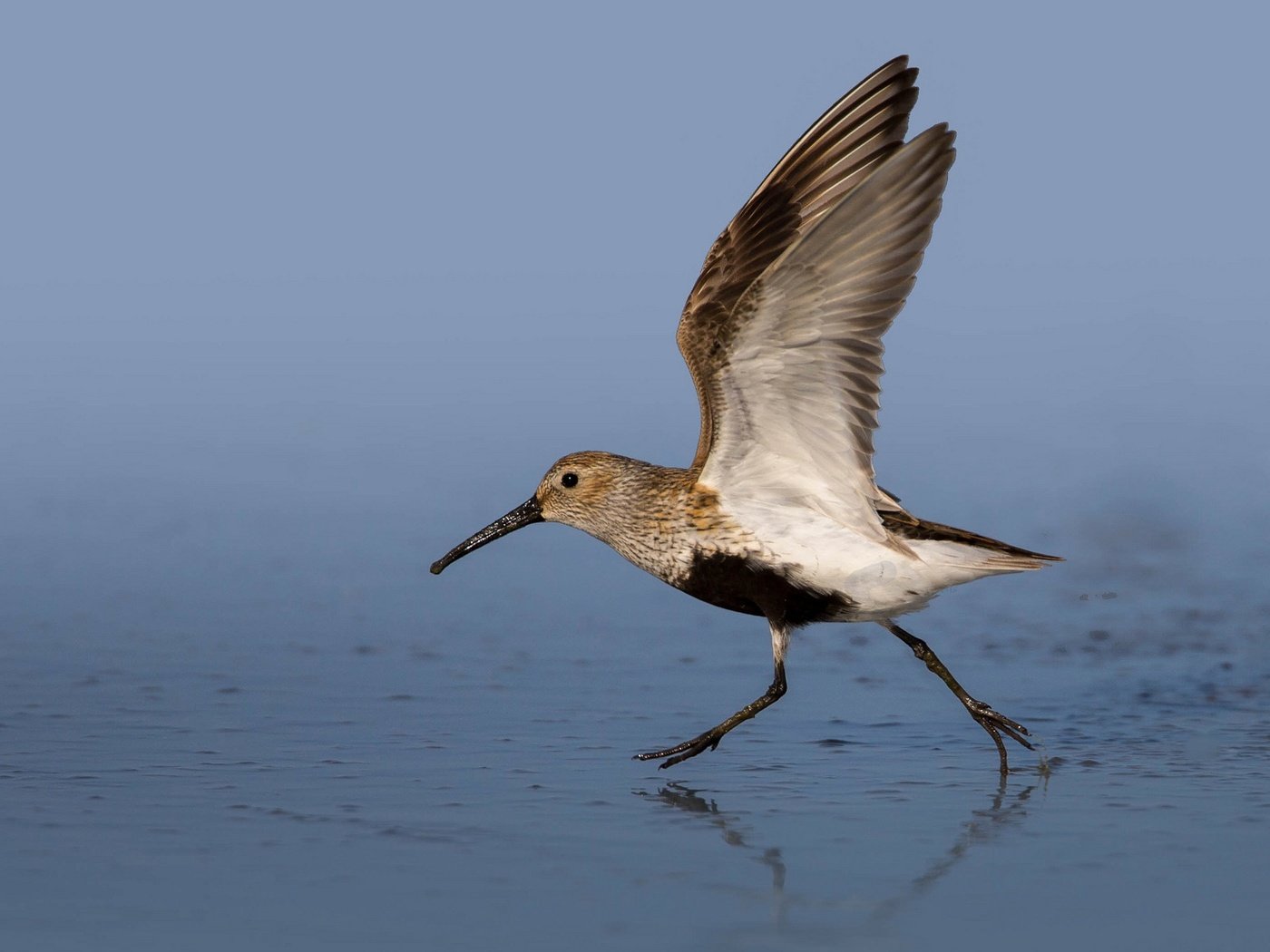 Обои вода, крылья, птица, клюв, чернозобик, water, wings, bird, beak, dunlin разрешение 2048x1152 Загрузить