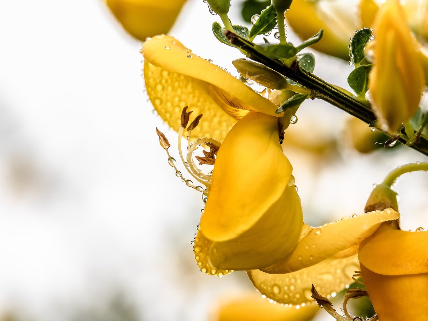 Обои ветка, макро, цветок, капли, branch, macro, flower, drops разрешение 6000x4000 Загрузить