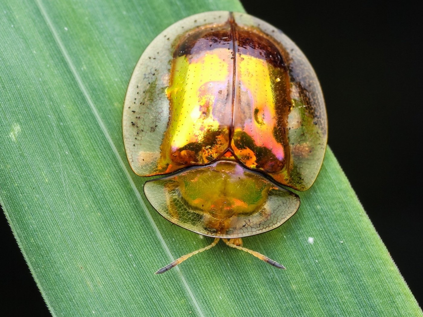 Обои жук, макро, насекомое, фон, травинка, beetle, macro, insect, background, a blade of grass разрешение 1920x1200 Загрузить