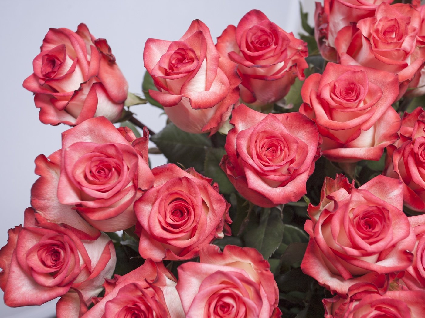 Обои цветы, розы, букет, розовые, flowers, roses, bouquet, pink разрешение 3844x2748 Загрузить
