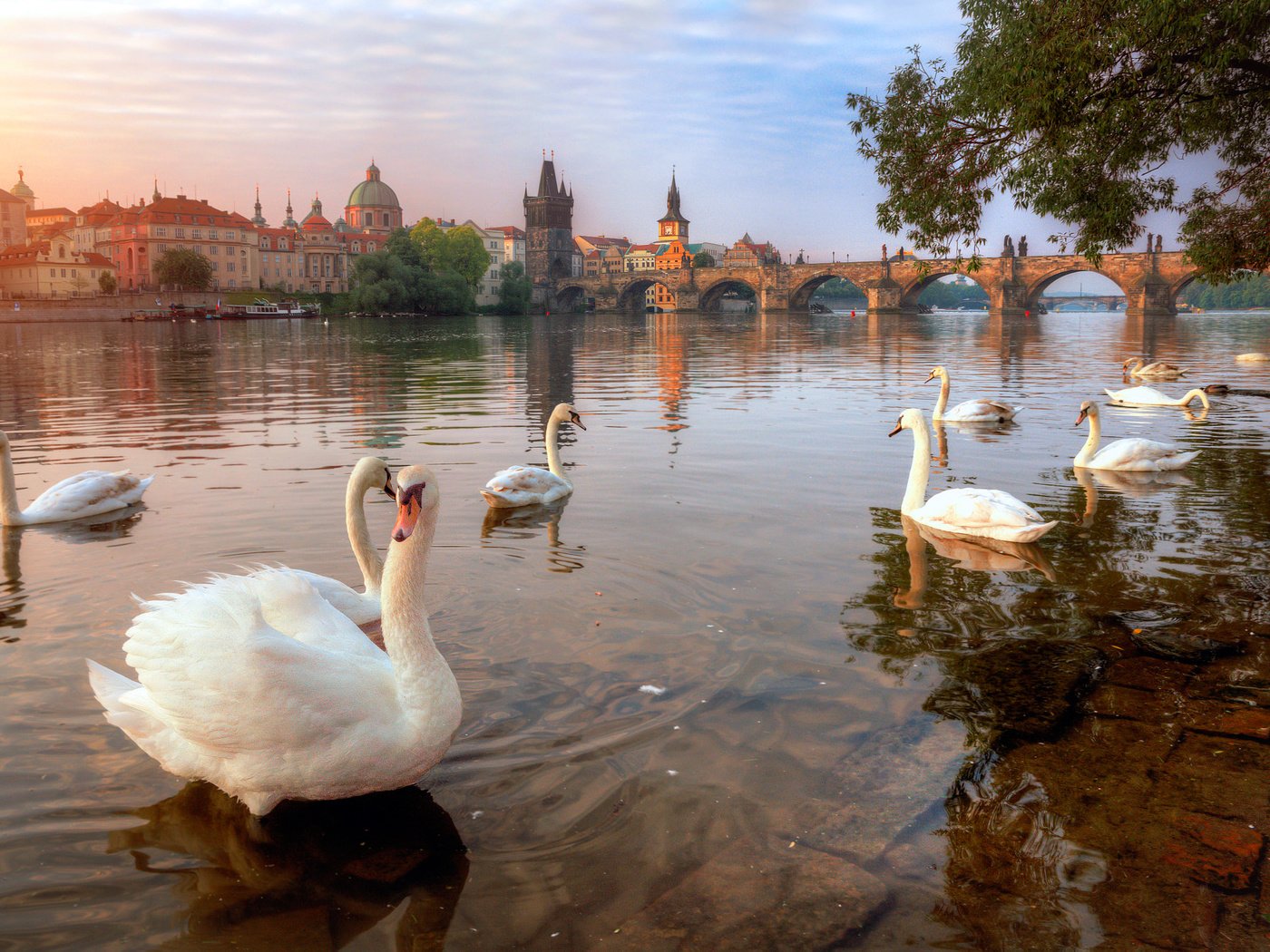 Обои птицы, прага, лебеди, белый лебедь, лебедь-шипун, birds, prague, swans, white swan разрешение 2048x1361 Загрузить