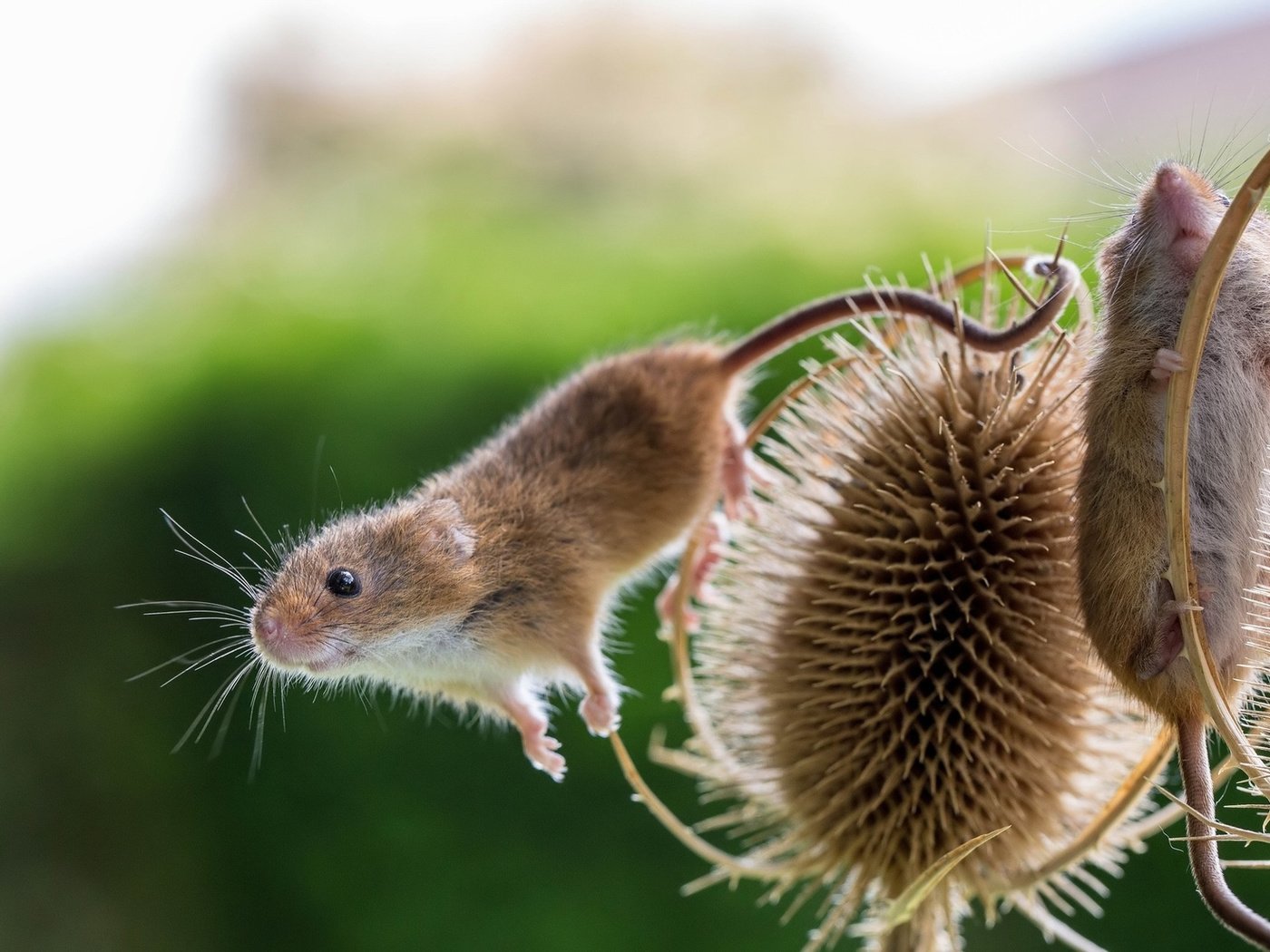 Обои мышь, растение, мышка, размытый фон, чертополох, мышки, полевые мыши, mouse, plant, blurred background, thistle разрешение 1920x1200 Загрузить