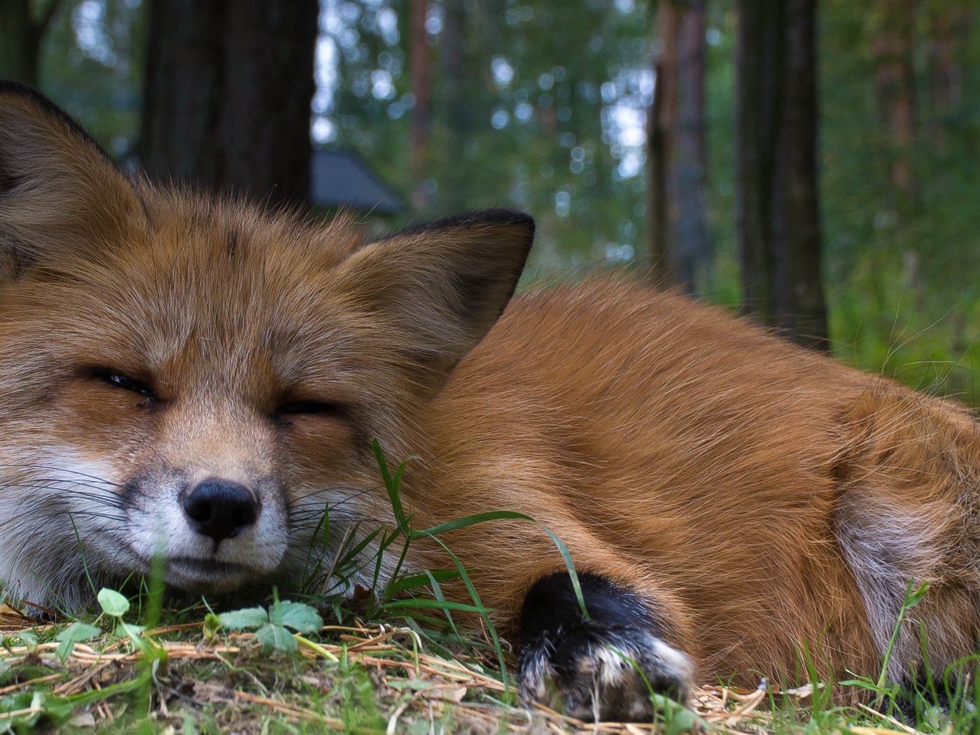 Обои взгляд, рыжая, лиса, животное, мех, look, red, fox, animal, fur разрешение 1920x1080 Загрузить