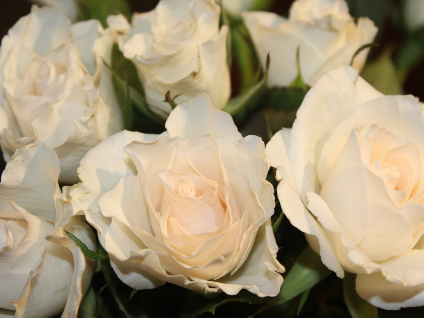 Обои цветы, бутоны, розы, лепестки, белые, flowers, buds, roses, petals, white разрешение 5184x3456 Загрузить