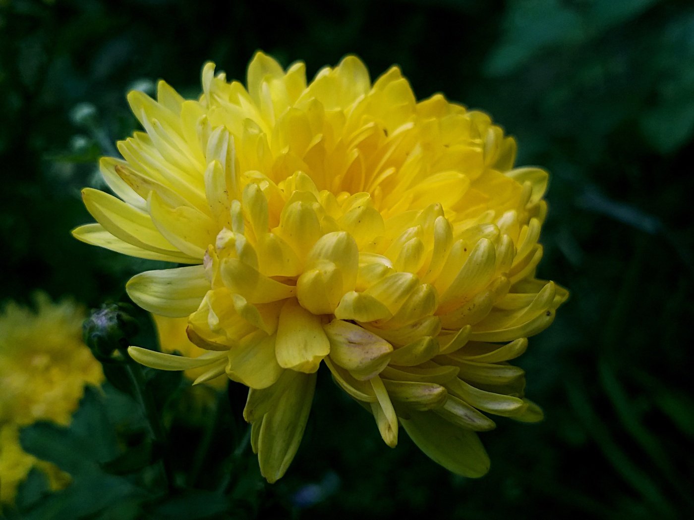 Обои хризантема желтая фон темный, chrysanthemum yellow background dark разрешение 4160x2340 Загрузить