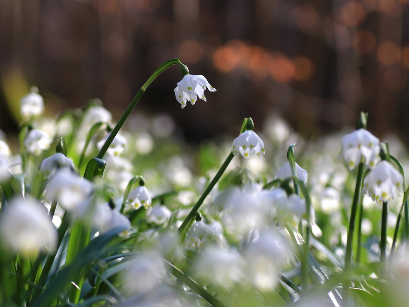 Обои цветы, природа, фон, flowers, nature, background разрешение 2112x1188 Загрузить