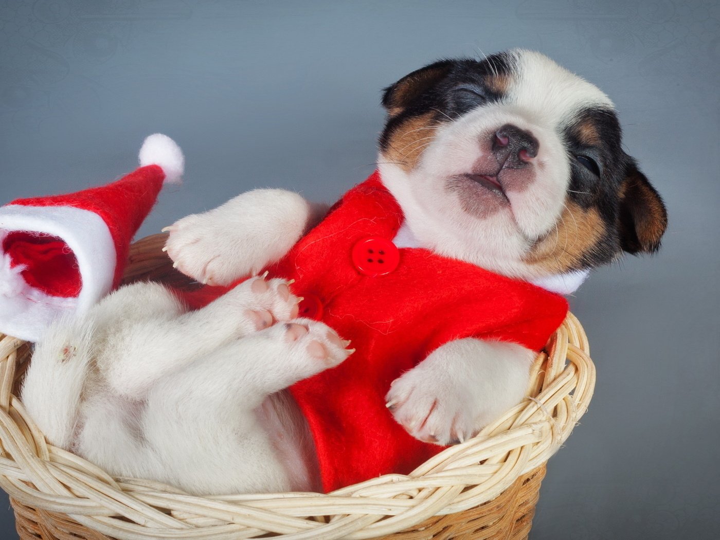 Обои щенок, корзина, костюм, новый, год, puppy, basket, costume, new, year разрешение 2560x1440 Загрузить