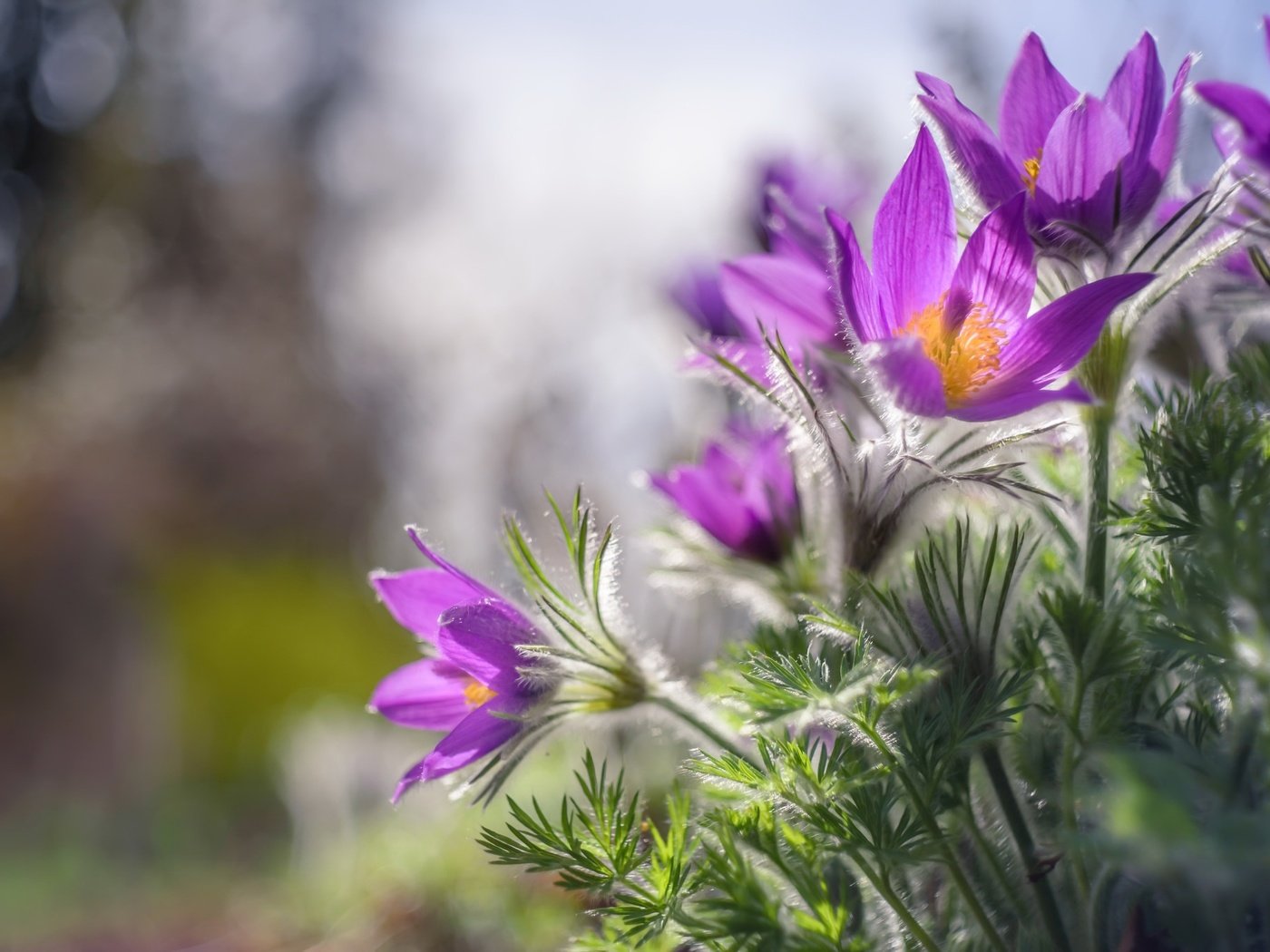 Обои цветы, природа, весна, сон-трава, flowers, nature, spring, sleep-grass разрешение 2048x1367 Загрузить