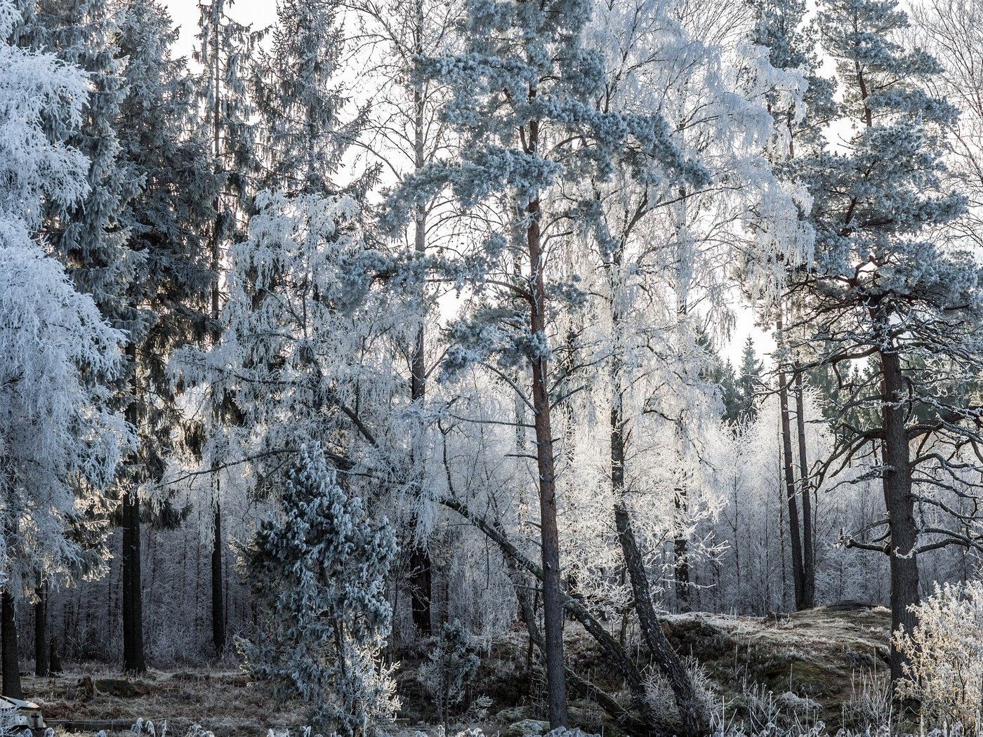 Обои деревья, природа, лес, зима, пейзаж, мороз, иней, лодки, trees, nature, forest, winter, landscape, frost, boats разрешение 2560x1600 Загрузить