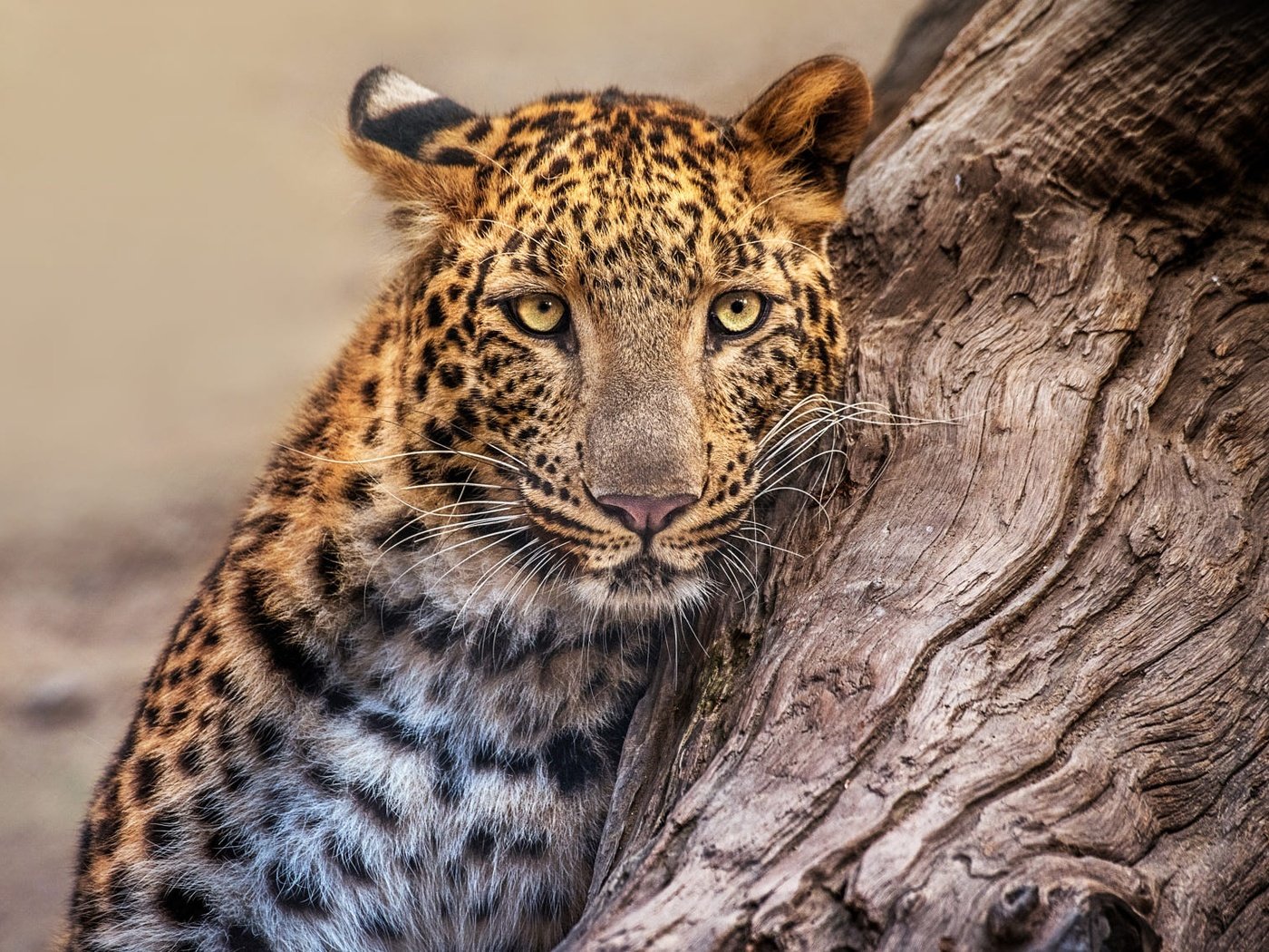 Обои морда, природа, дерево, портрет, леопард, face, nature, tree, portrait, leopard разрешение 2000x1125 Загрузить