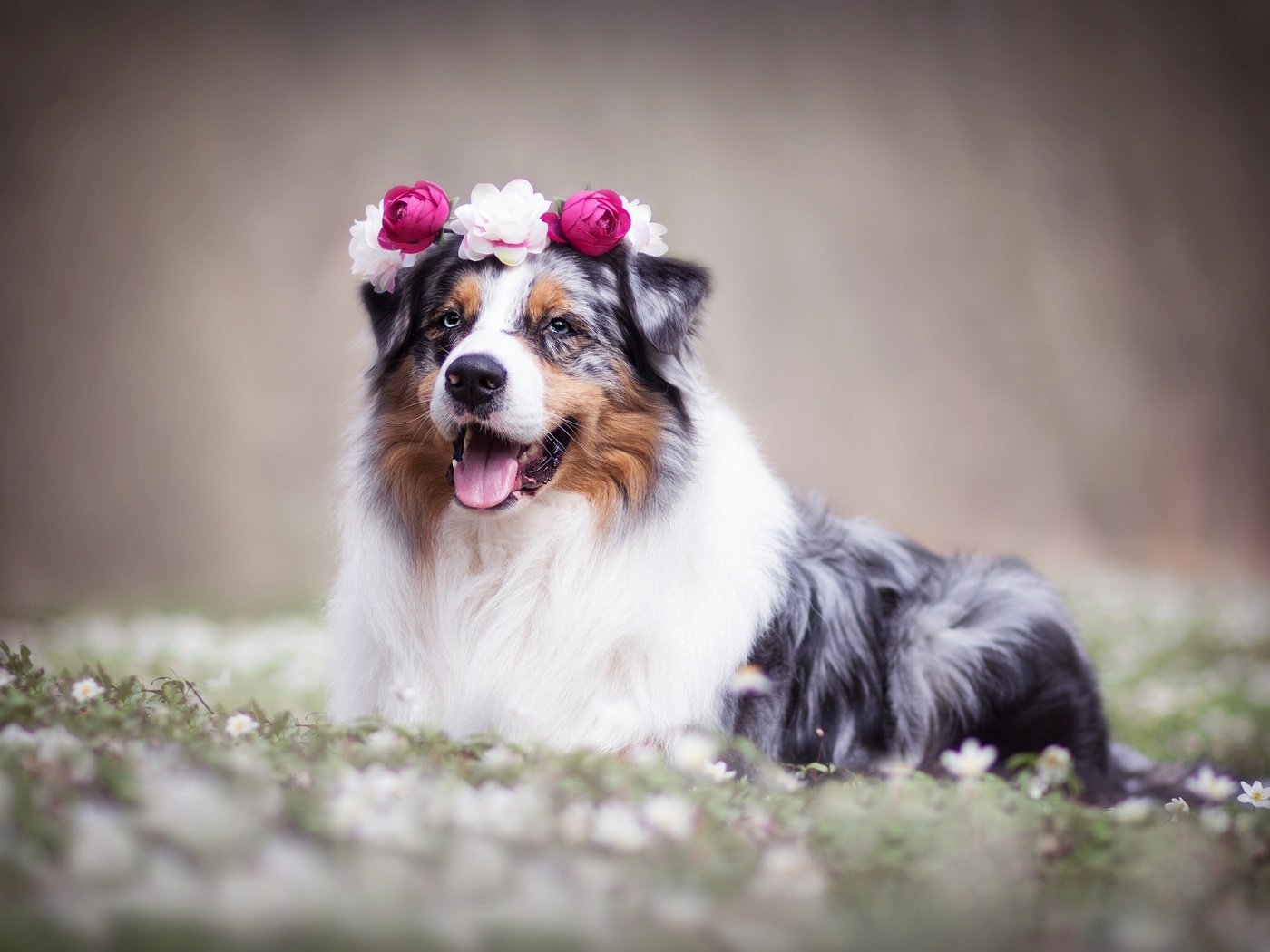 Обои цветы, собака, венок, боке, австралийская овчарка, аусси, flowers, dog, wreath, bokeh, australian shepherd, aussie разрешение 2048x1365 Загрузить