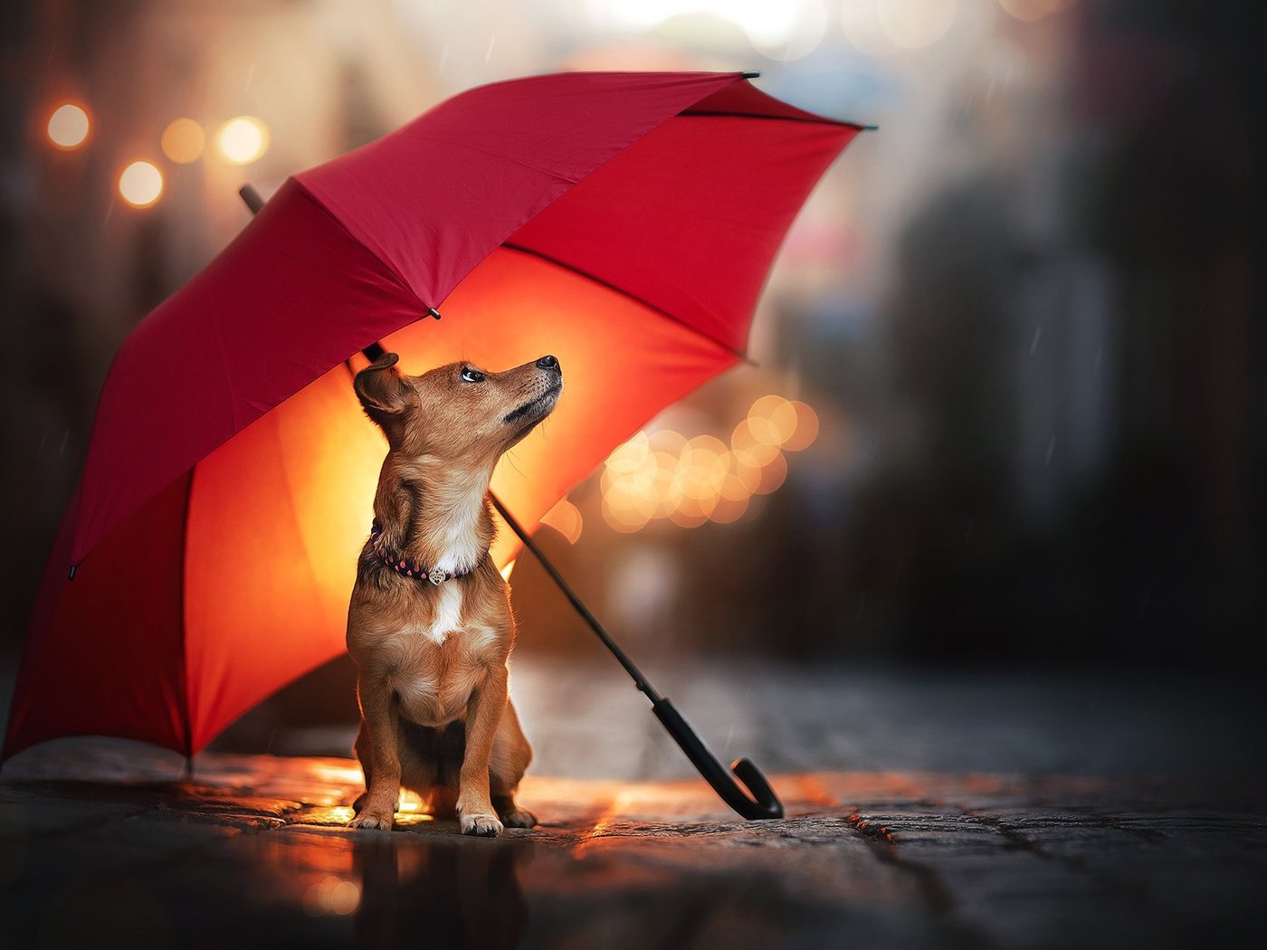 Обои собака, дождь, зонт, песик, dog, rain, umbrella, doggie разрешение 2048x1366 Загрузить