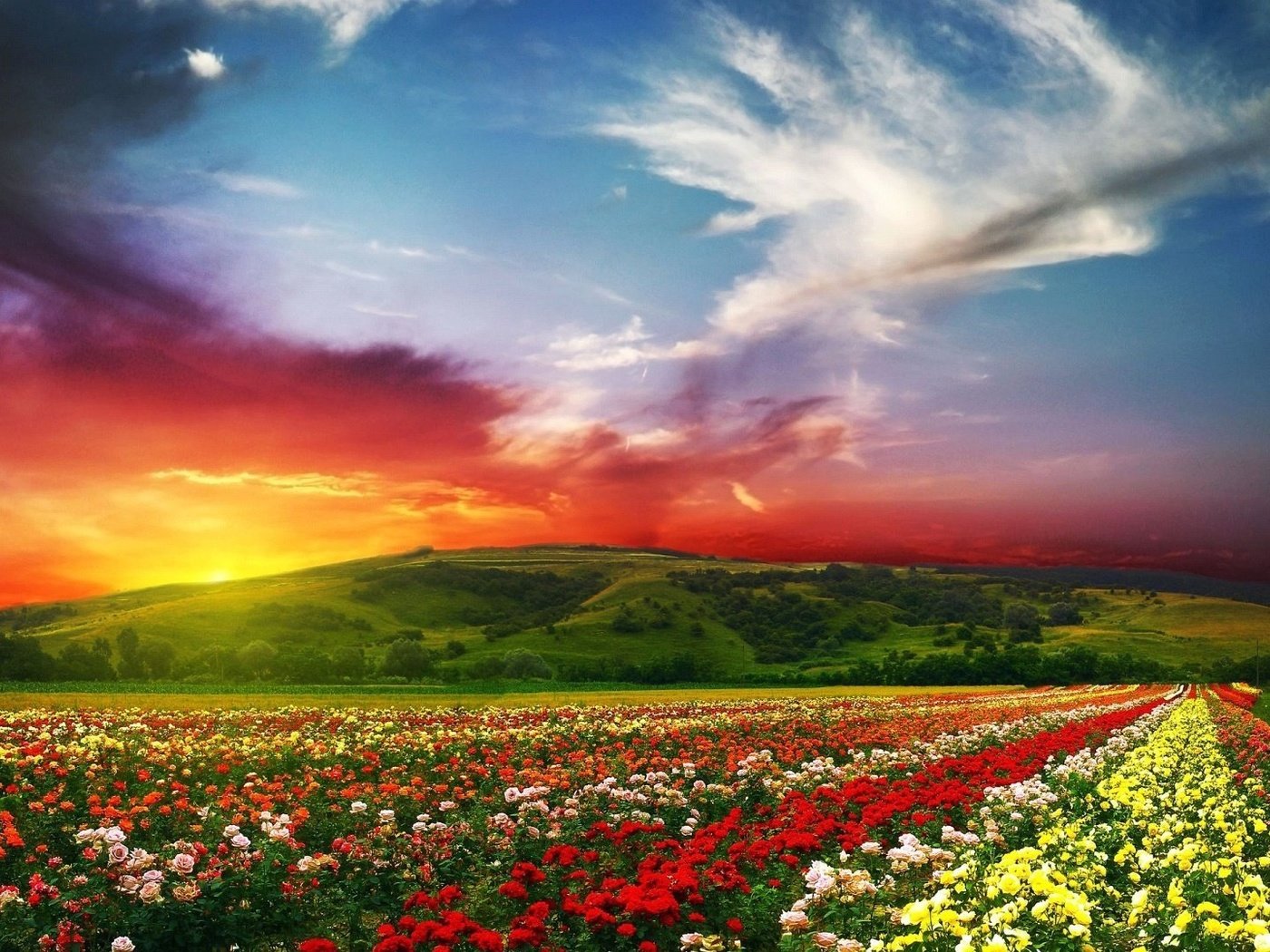 Обои небо, цветы, облака, закат, пейзаж, поле, the sky, flowers, clouds, sunset, landscape, field разрешение 1920x1080 Загрузить