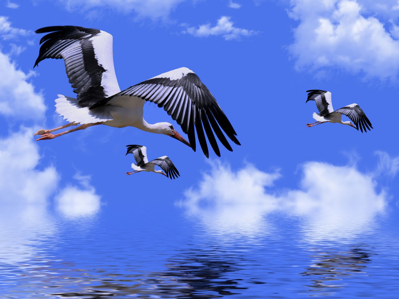 Обои небо, облака, вода, аисты, ретушь, the sky, clouds, water, storks, retouching разрешение 2112x1188 Загрузить