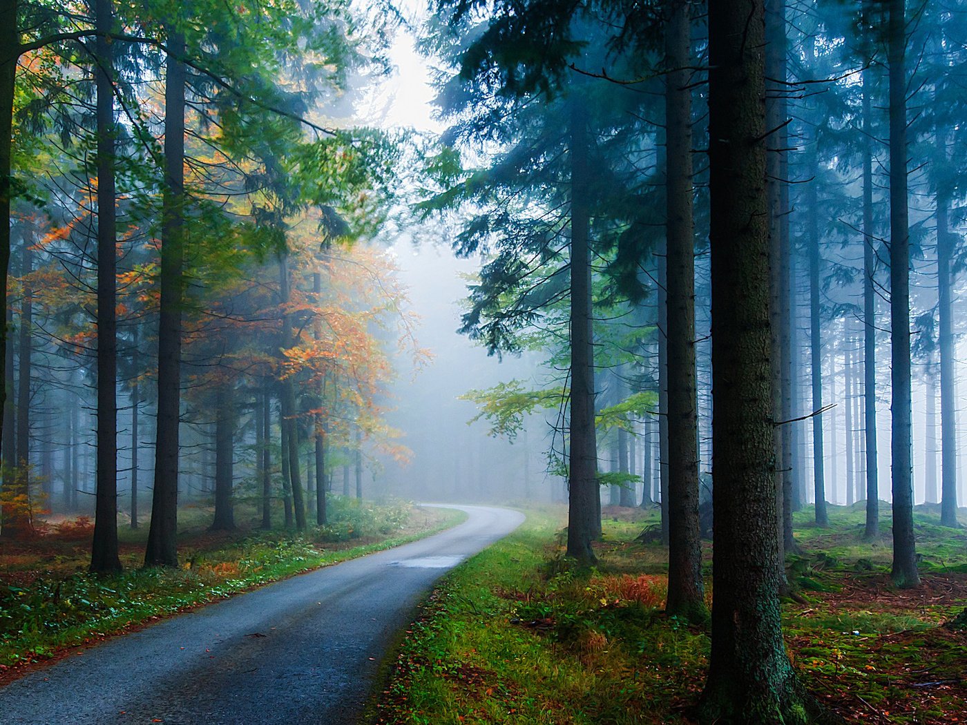 Обои дорога, деревья, лес, туман, сосны, road, trees, forest, fog, pine разрешение 1920x1080 Загрузить