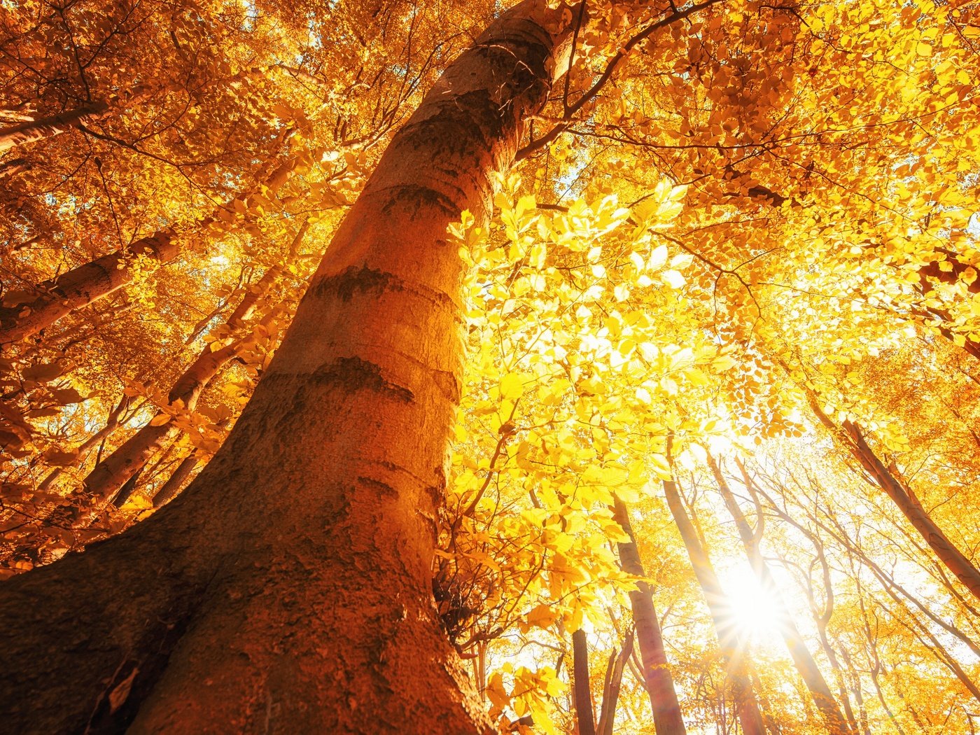 Обои деревья, солнце, лес, листья, лучи, осень, trees, the sun, forest, leaves, rays, autumn разрешение 2560x1707 Загрузить