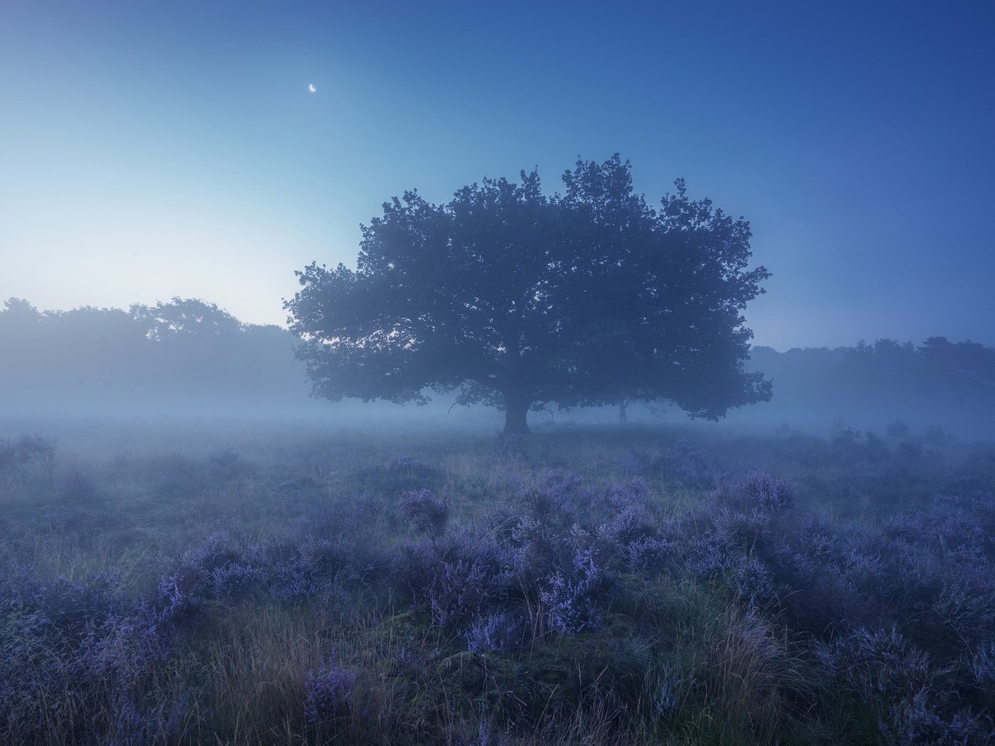 Обои небо, трава, природа, дерево, растения, туман, поле, the sky, grass, nature, tree, plants, fog, field разрешение 1920x1200 Загрузить