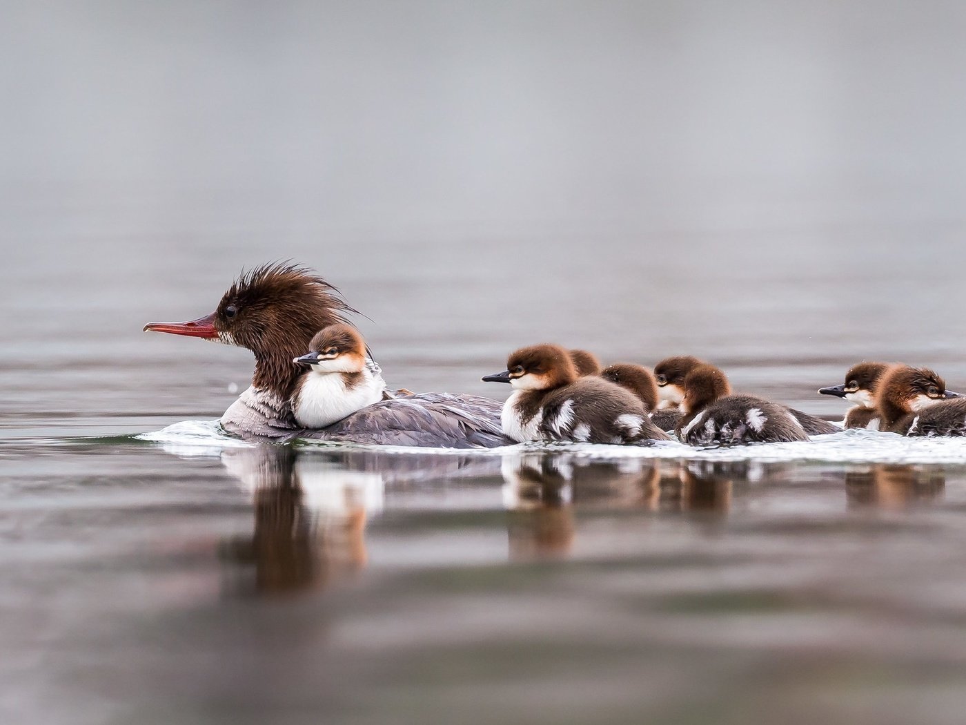 Обои вода, птицы, семья, утята, плавание, утка, крохаль, water, birds, family, ducklings, swimming, duck разрешение 2048x1280 Загрузить