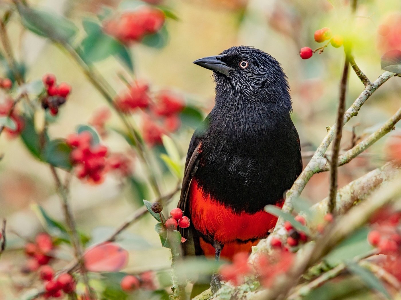 Обои ветки, птица, ягоды, плоды, яркая, трупиал, красно-черная, branches, bird, berries, fruit, bright, trupial разрешение 2048x1365 Загрузить