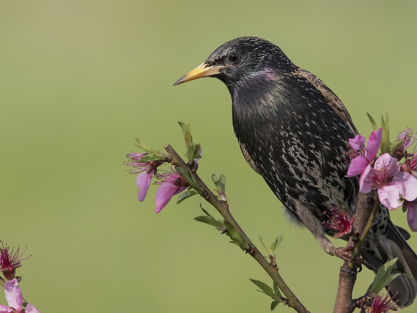 Обои цветы, ветка, птица, клюв, скворец, flowers, branch, bird, beak, starling разрешение 2400x1465 Загрузить